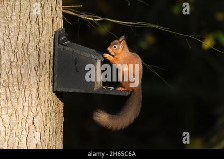 Rotes Eichhörnchen (Sciurus vulgaris) an einem Futterhäuschen bei Aira Force im Lake District von Cumbria, England, Großbritannien Stockfoto