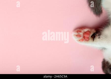 Kreatives Layout minimales Konzept mit Katzenfuß mit weichen rosa Pads isoliert pastellrosa Hintergrund gemacht. Flach liegend mit Kopierraum und flauschigen Schlaf Stockfoto