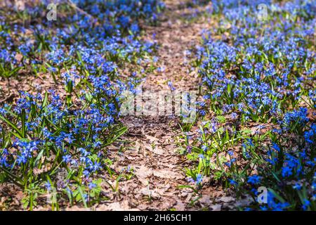 Schöner Weg im Wald umgeben von blauen Blumen der ersten Frühlingsblume scilla siberica in der Ukraine Stockfoto