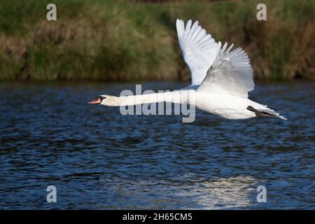 Stummer Schwan, der tief über den Teich fliegt Stockfoto