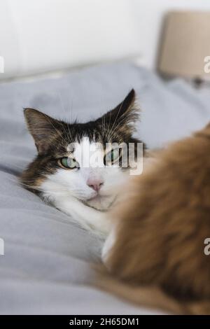 Schwarz-weiße Katze mit offenen grünen Augen auf einem Laken. Stockfoto