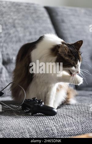 Schwarz-weiße Katze leckt ihre Pfote auf einer Couch. Spielcontroller, der daneben liegt. Stockfoto