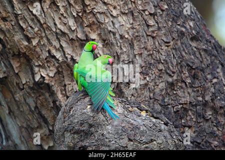 Ein Paar Rosenberingsittiche oder Ringhalssittiche (Psittacula krameri) in einem Baum in Sri Lanka Stockfoto