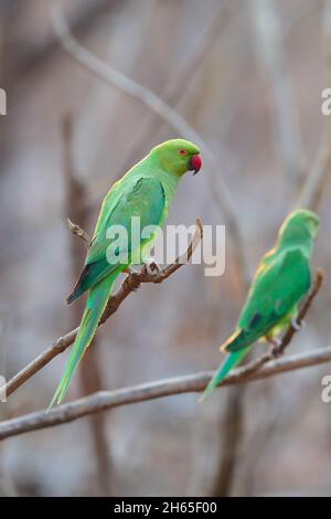 Ein erwachsener weiblicher Rosenberingsittich oder Ringhalssittich (Psittacula krameri) im Tadoba-Andhari Tiger Reserve, Maharashtra, Indien Stockfoto
