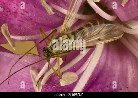 Super Makro-dorsale Ansicht der nicht beißenden Midge (Chironomidae) auf violetter Blume, Südaustralien Stockfoto