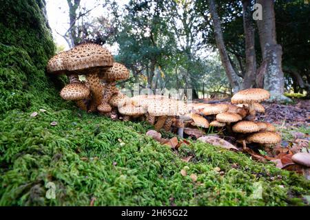 Eine Gruppe von „Schaggy Scaleyccap“-Pilzen in Südengland Stockfoto