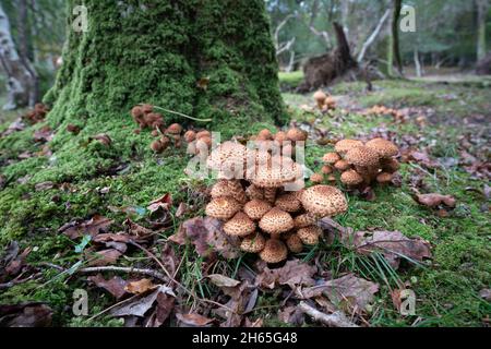 Eine Gruppe von „Schaggy Scaleyccap“-Pilzen in Südengland Stockfoto