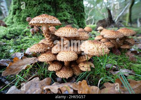 Eine Gruppe von „Schaggy Scaleyccap“-Pilzen in Südengland Stockfoto