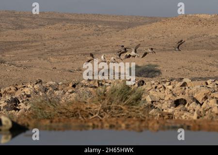 Gekröntes Sandhuhn Fliegen Sie nach dem Trinkwasser in einer Wüstenquelle Stockfoto