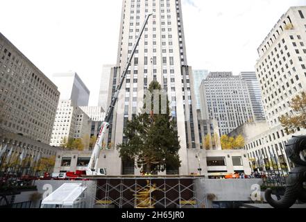 New York, USA. November 2021. Der Weihnachtsbaum des Rockefeller Center wird mit einem Kran an seinen Platz gehoben, als er am Samstag, dem 13. November 2021, am Rockefeller Plaza in New York City ankommt. Foto von John Angelillo/UPI Credit: UPI/Alamy Live News Stockfoto