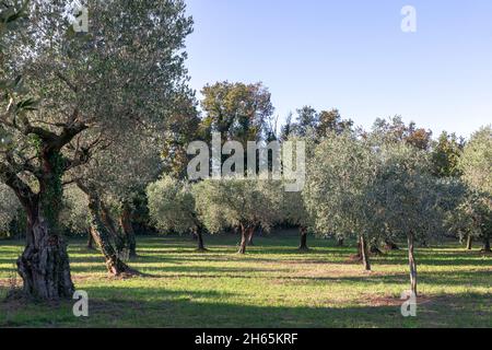 Olivenhain im Herbst in Italien Stockfoto