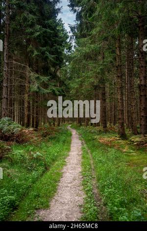 Weg, Fußweg durch einen Wald. Stockfoto
