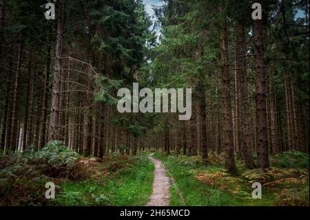 Weg, Fußweg durch einen Wald. Stockfoto