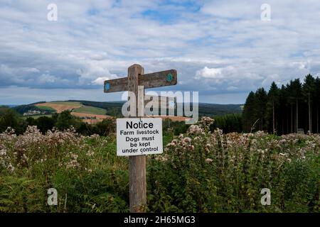 Weißes Schild mit Text: Hinweis Farm Livestock. Hunde müssen unter Kontrolle sein. Sussex Downs. Stockfoto