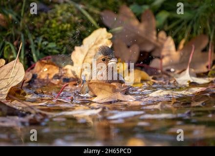 Ein Finkenvögel setzte sich auf einen Teich, der mit heruntergefallenen Blättern übersät war, um zu schwimmen und seine Federn zu putzen Stockfoto