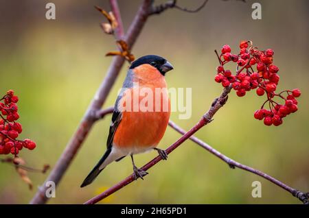 Männlicher Gimpel in Nahaufnahme sitzt auf einem Vogelbeerzweig mit roten Beeren Stockfoto