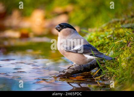 Weiblicher Gimpel in Nahaufnahme, der auf einem Stock sitzt, der aus dem Teich ragt und Wasser trinkt Stockfoto
