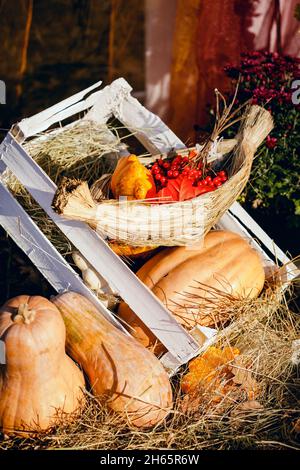 Geerntete Kürbisse mit Herbstlaub Stockfoto