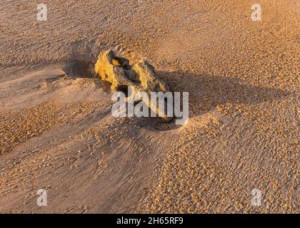 Coquina Rock on the Beach Naturhintergrund aus Texturen, Formen, Sonnenlicht und Schatten. Stockfoto