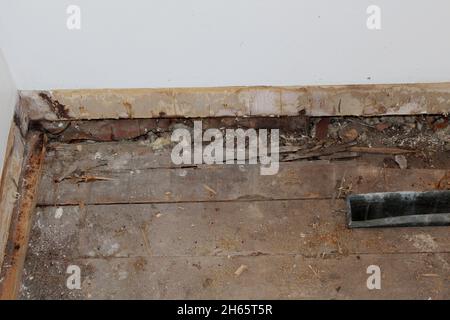 Termitenschaden auf einem alten Holzboden Stockfoto