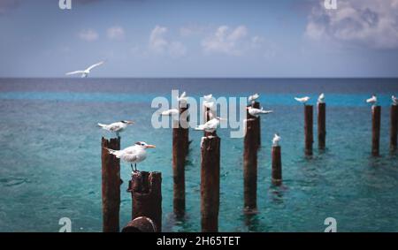 Royal Terns (Thalasseus maximus) thront auf einem alten, heruntergekommenen Pier Stockfoto