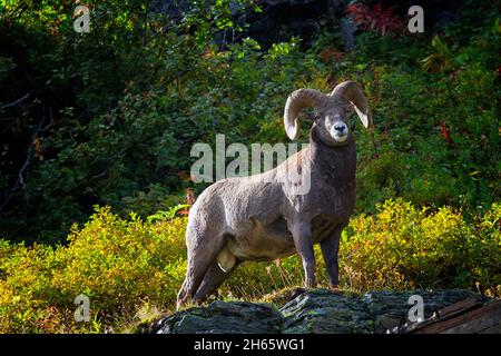 Bighorn RAM entlang des Grinelle Glacier Trail im Glacier National Park. Stockfoto