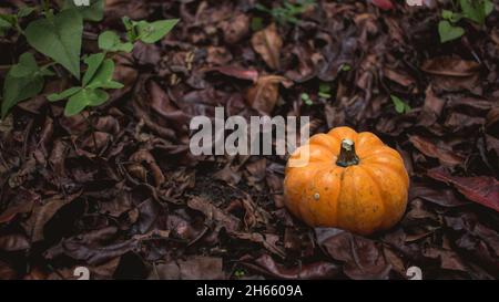 Mini-Kürbis auf einem Hintergrund gefallener Blätter im Herbst Stockfoto