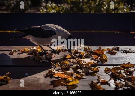 Eine Kapuzenkrähe auf einem Holztisch inmitten getrockneter gelber Blätter. Herbst, sonniger Tag. Stockfoto