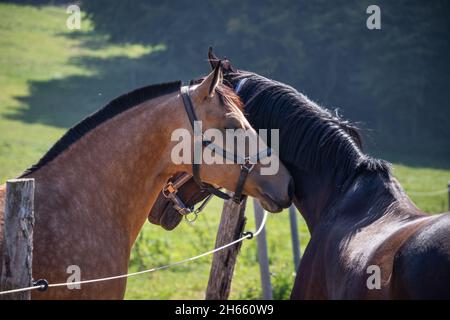 Zwei verliebte Pferde auf der Weide. Kommunikation zwischen Vollblutpferden. Seitenansicht Porträt des Tierkopfes. Freundschaft zwischen Haustieren Stockfoto
