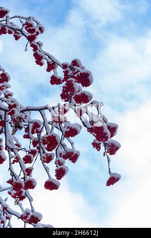 Winter gefrorene rote Vogelbeeren mit dem ersten Schnee bedeckt auf einem Hintergrund des blauen Himmels mit Wolken, vertikalen Rahmen. Erster Schneefall. Bäume im Schnee Stockfoto