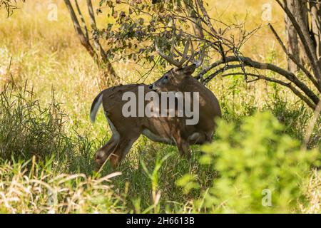 Am Morgen auf der Wiese Hirsch Stockfoto