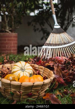 Hintergrund von Mini-Kürbis auf Herbstblättern Stockfoto