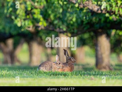 Finde den Unterschied zwischen einem Kaninchen und einem Hasen, Seite an Seite. Sitzen in einem Birnengarten in Suffolk. VEREINIGTES KÖNIGREICH Stockfoto