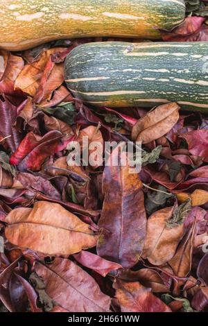 Hintergrund von Herbstblättern und Zapallo Kürbiskürbissen Stockfoto