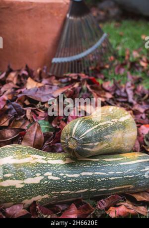 Hintergrund von Herbstblättern und Zapallo Kürbiskürbissen Stockfoto