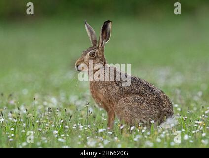 Ein auffallend gefärbter brauner Hasen, wachsam und aufrecht sitzend, in einem Feld von Butterblumen und Gänseblümchen. Suffolk, Großbritannien Stockfoto