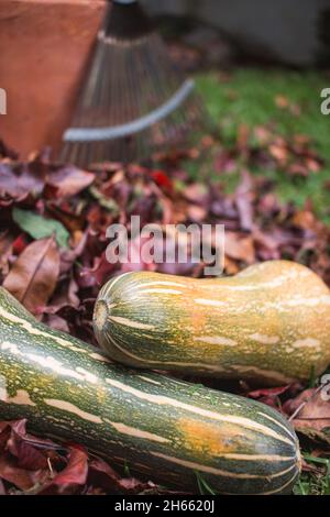 Hintergrund von Herbstblättern und Zapallo Kürbiskürbissen Stockfoto