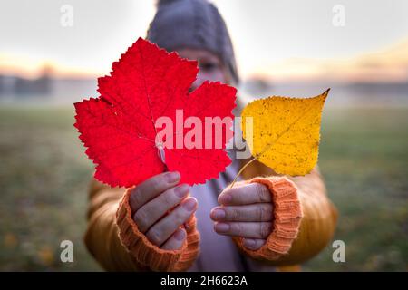 Frau versteckt sich hinter rot und gelb gefallenen Blättern. Herbstnebel bei Sonnenaufgang. Frau mit gestricktem, fingerlosem Handschuh am kalten Morgen im Freien. Herbst Stockfoto