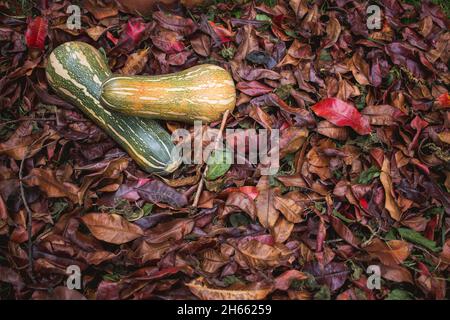 Hintergrund von Herbstblättern und Zapallo Kürbiskürbissen Stockfoto