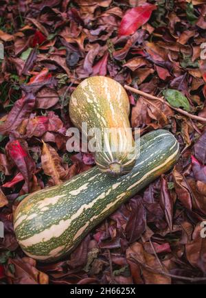 Hintergrund von Herbstblättern und Zapallo Kürbiskürbissen Stockfoto