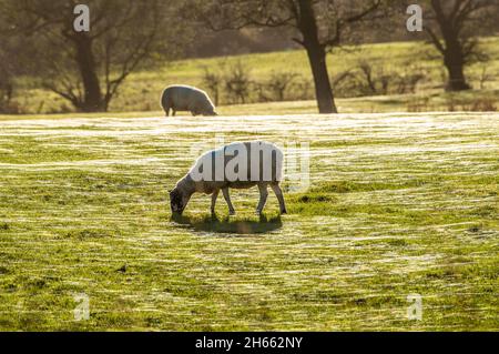 Longridge, Preston, Lancashire, Großbritannien. November 2021. Die Sonne am Nachmittag fängt die Spinnweben auf einem Feld, das von Schafen beweidet wird, in Longridge, Preston, Lancashire, Großbritannien. Quelle: John Eveson/Alamy Live News Stockfoto