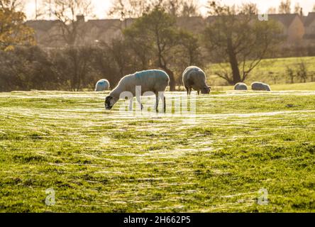 Longridge, Preston, Lancashire, Großbritannien. November 2021. Die Sonne am Nachmittag fängt die Spinnweben auf einem Feld, das von Schafen beweidet wird, in Longridge, Preston, Lancashire, Großbritannien. Quelle: John Eveson/Alamy Live News Stockfoto