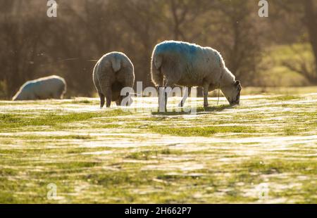 Longridge, Preston, Lancashire, Großbritannien. November 2021. Die Sonne am Nachmittag fängt die Spinnweben auf einem Feld, das von Schafen beweidet wird, in Longridge, Preston, Lancashire, Großbritannien. Quelle: John Eveson/Alamy Live News Stockfoto