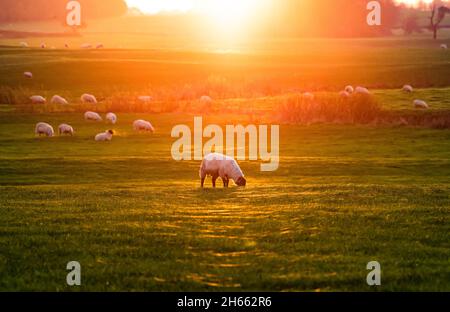 Longridge, Preston, Lancashire, Großbritannien. November 2021. Der Sonnenuntergang, der die Spinnweben auf einem von Schafen beweideten Feld in Longridge, Preston, Lancashire, Großbritannien, fängt. Quelle: John Eveson/Alamy Live News Stockfoto