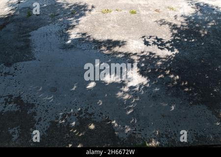 Sonnenfinsternis Schatten auf dem Boden in Blättern Stockfoto