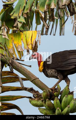 Australisches Peeling türkei beim Essen von Bananen in einem Garten in North Queensland Stockfoto