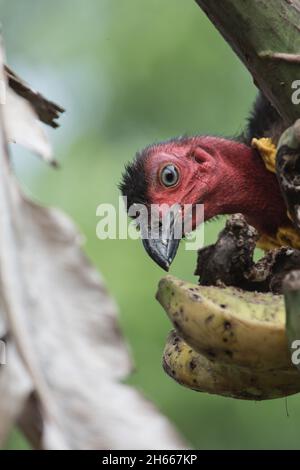 Australisches Peeling türkei beim Essen von Bananen in einem Garten in North Queensland Stockfoto