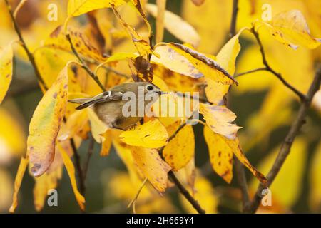 Der kleinste Vogel in Europa, Goldcrest (Regulus regulus), stand an einem bunten Herbsttag in Estland auf einem Ast. Stockfoto