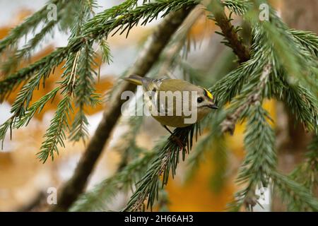 Der kleinste Vogel in Europa, Goldcrest (Regulus regulus), stand an einem bunten Herbsttag in Estland auf einem Ast. Stockfoto