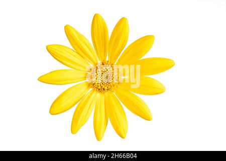 Eine gelbe Blume eines Euryops pectinatus isoliert auf weißem Hintergrund Stockfoto